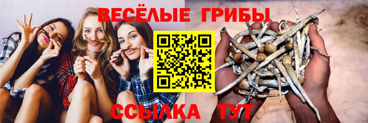 Ухта  Псилоцибиновые грибы Psilocybe  Псилоцибиновые грибы прущие грибы  Вход с VPN 